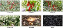 大理五*高原農業(yè)有限公司網(wǎng)站建設營銷型案例作品